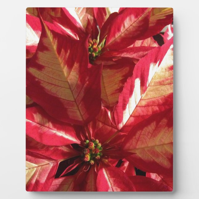 Placa Expositora Poinsettia rosa (Frente)