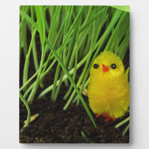 Placa Expositora pollito de pasto