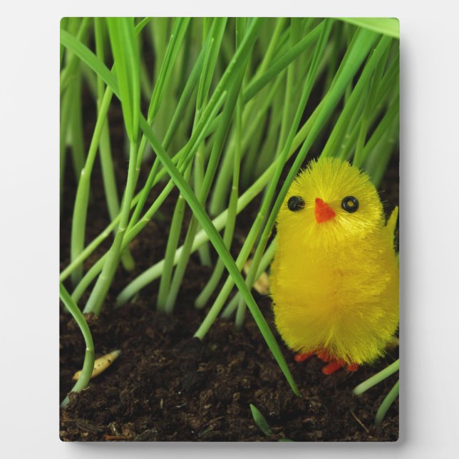 Placa Expositora pollito de pasto (Frente)