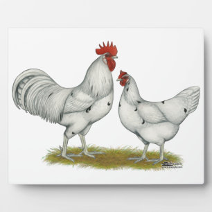 Placa Expositora Pollos blancos de Australia