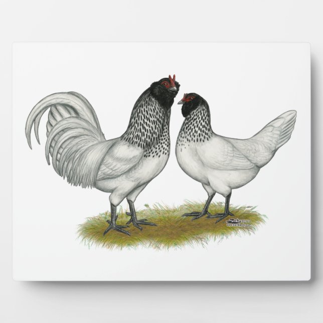 Placa Expositora Pollos de barba de búho de los Países Bajos (Frente)