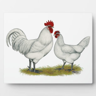 Placa Expositora Pollos de pie azul