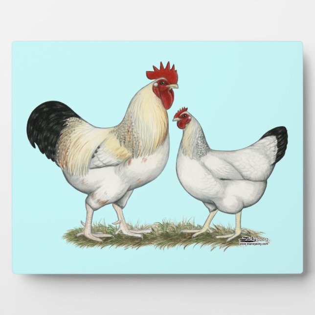 Placa Expositora Pollos del río Indio (Frente)