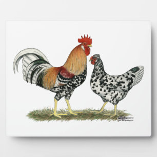 Placa Expositora Pollos islandeses