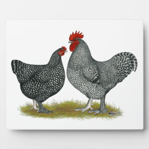 Placa Expositora Pollos malinos