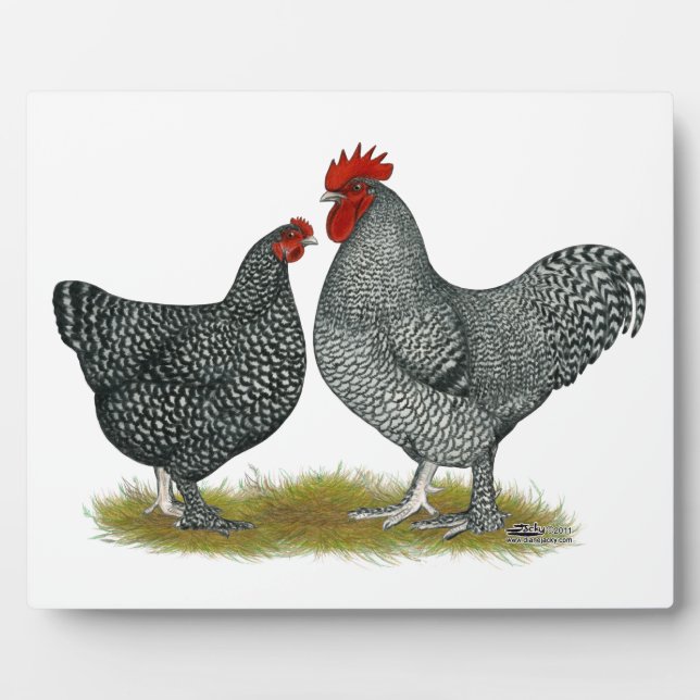 Placa Expositora Pollos malinos (Frente)