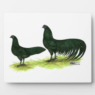 Placa Expositora Pollos negros de Sumatra
