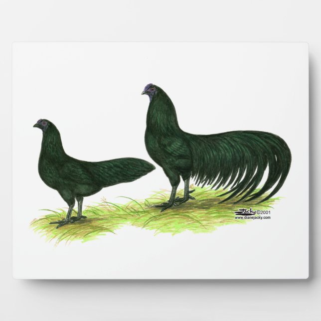 Placa Expositora Pollos Sumatra Black (Frente)