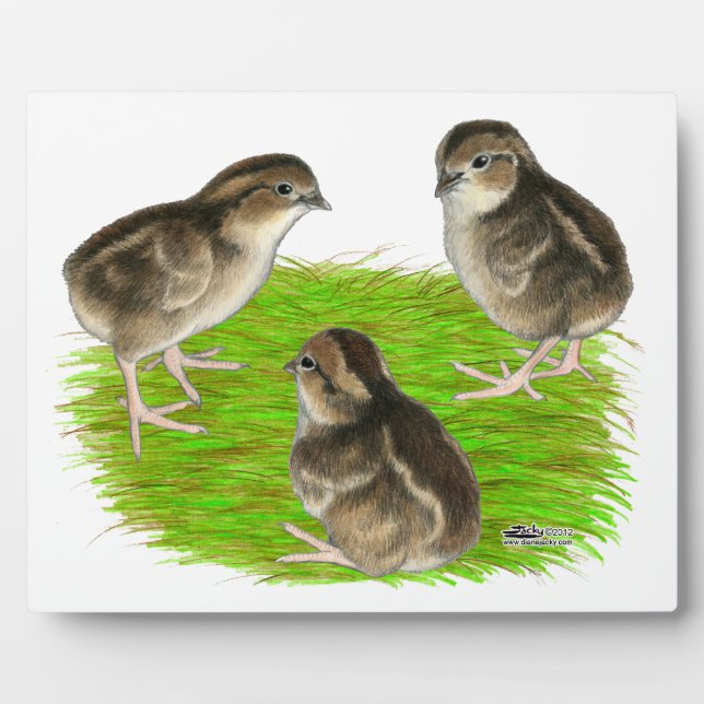 Placa Expositora Polluelos de codorniz Bobwhite (Frente)