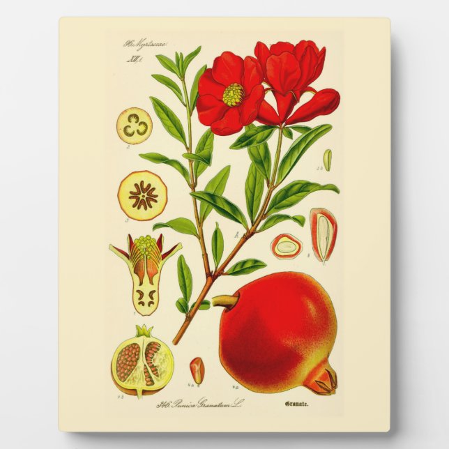 Placa Expositora Pomegranato (Frente)