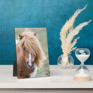 Placa Expositora Pony de Shetland en la isla de Unst