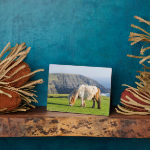 Placa Expositora Pony de Shetland sobre la pastelería cerca de alto