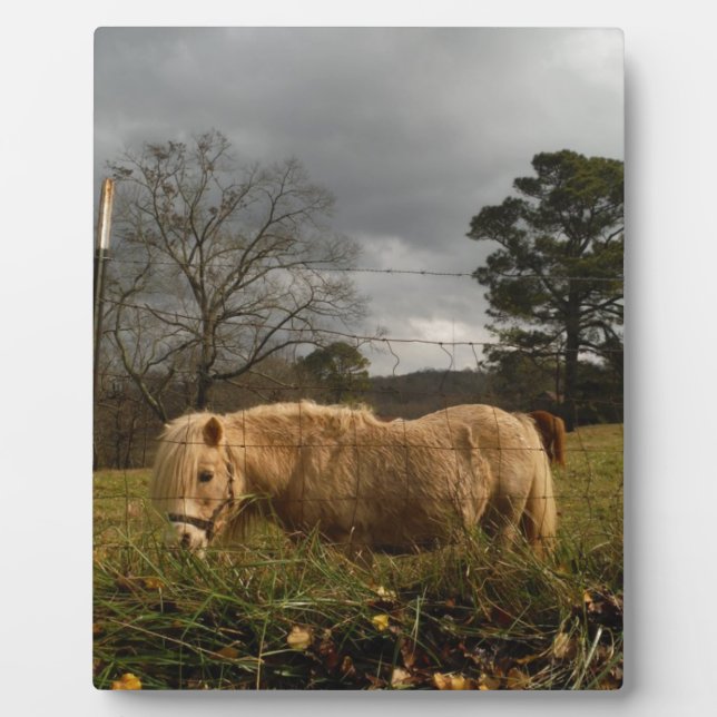 Placa Expositora Pony en miniatura rubia / caballo (Frente)