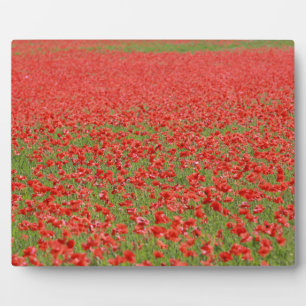 Placa Expositora ¡Poppies - miles!
