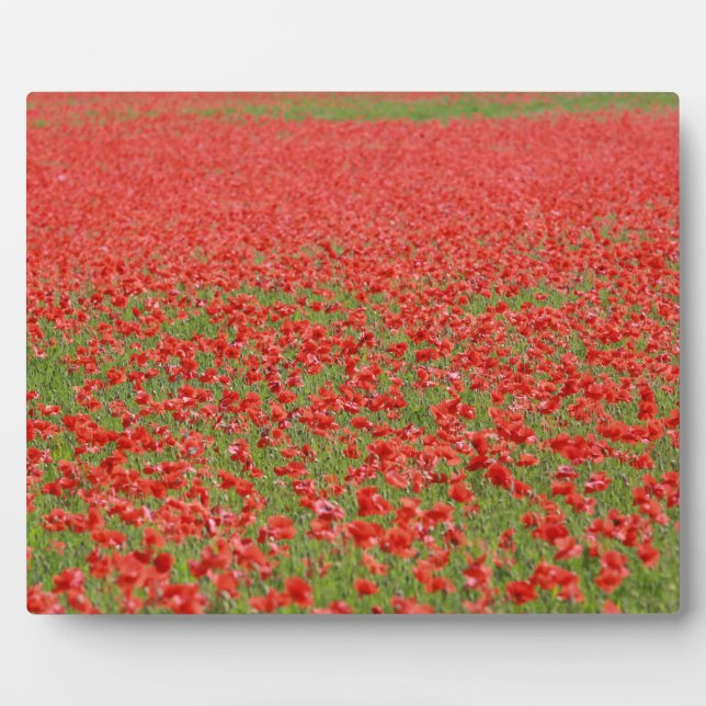 Placa Expositora ¡Poppies - miles! (Frente)