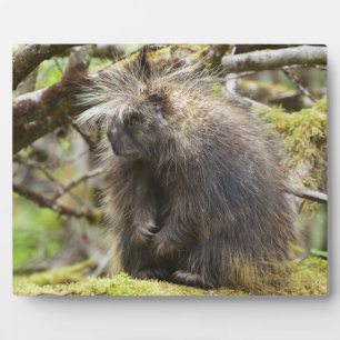 Placa Expositora Porcupina determinada