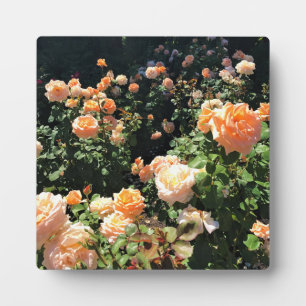 Placa Expositora Portland Rosa Garden, OR