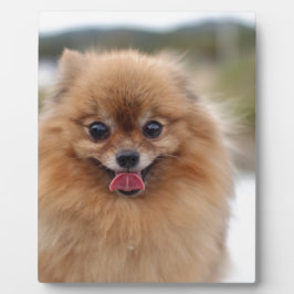 Placa Expositora Portrait Perro Pomeraniano