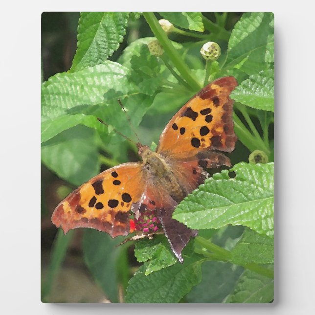 Placa Expositora Pregunta Mark Butterfly sobre Lantana (Frente)
