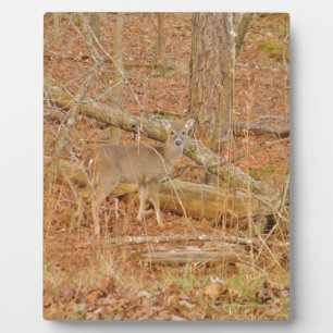 Placa Expositora Primer invierno de Baby Deer