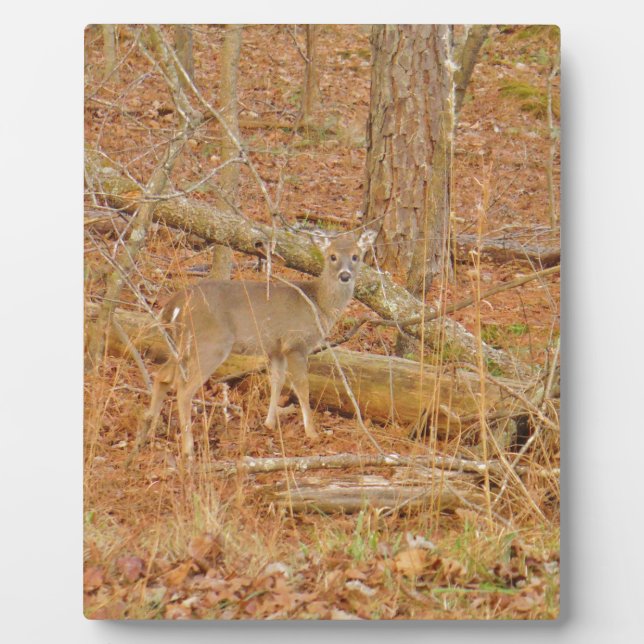 Placa Expositora Primer invierno de Baby Deer (Frente)