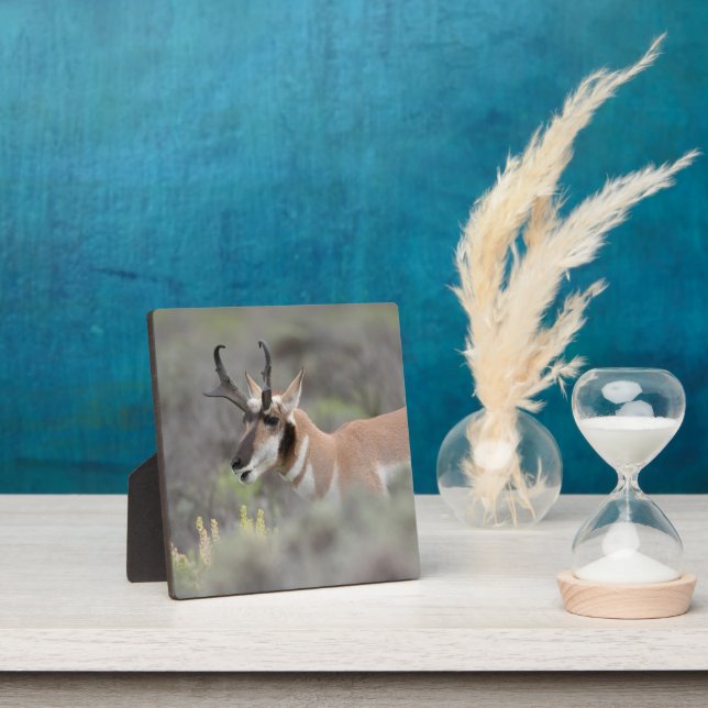Placa Expositora Pronghorn Antelope Buck | Grandes tetones (in situ)