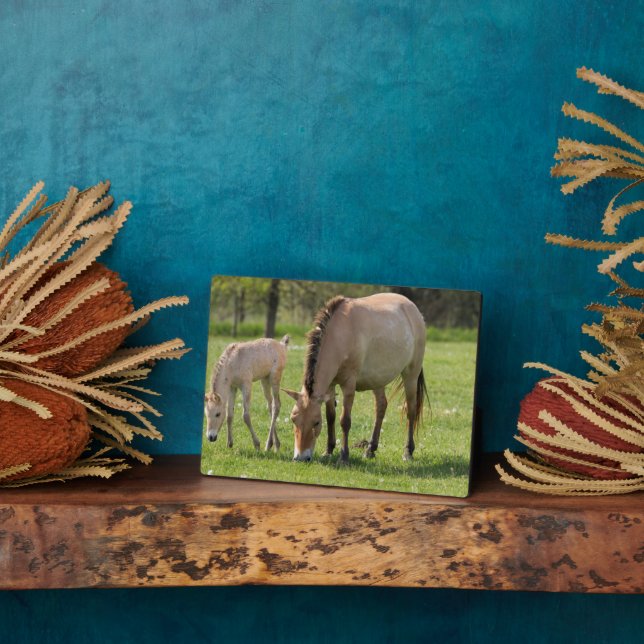 Placa Expositora Przewalski's Horse and Foal Grazing (Lado)