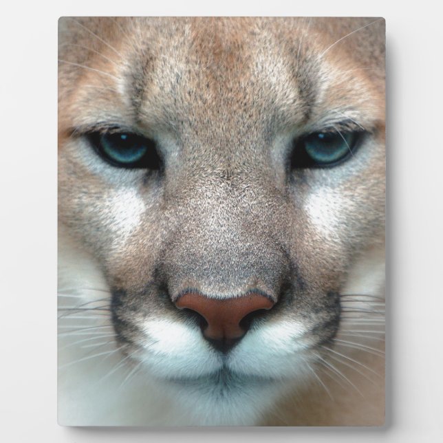 PLACA EXPOSITORA PUMA MAGNÍFICO (Frente)