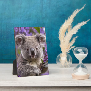 Placa Expositora Purple Jacaranda Koala Bear,