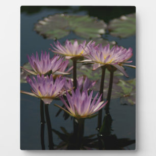 Placa Expositora Purple Waterlilies Lotus