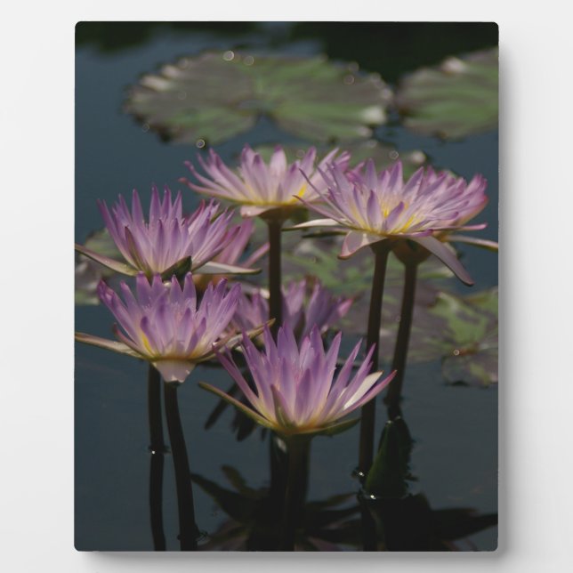 Placa Expositora Purple Waterlilies Lotus (Frente)