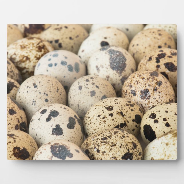 Placa Expositora Quail Eggs (Frente)