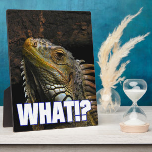 Placa Expositora ¿¡Qué!? Iguana