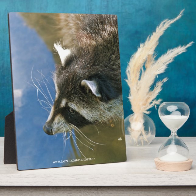 Placa Expositora Raccoon (Lado)