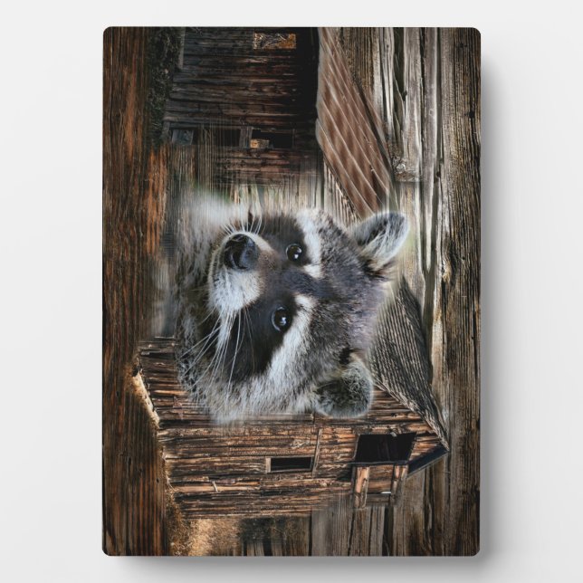 Placa Expositora Raccoon En El Antiguo Barn (Frente)