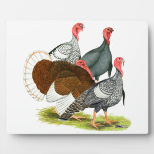 Placa Expositora Rare Turkey Quartet
