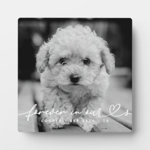 Placa Expositora Recuerdo de Mascota Corazones para Siempre Simple