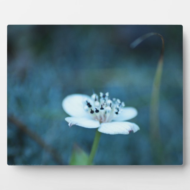 Placa Expositora Recuerdos de verano (Frente)