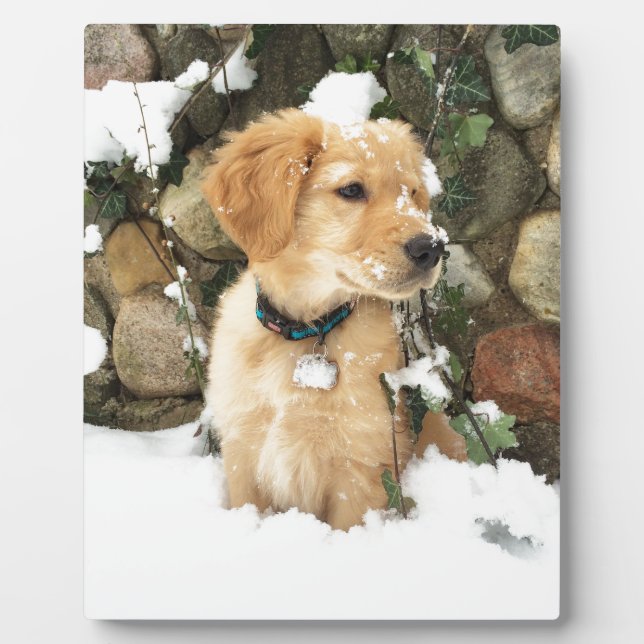 Placa Expositora Recuperación de laboratorio de Cupy (Frente)