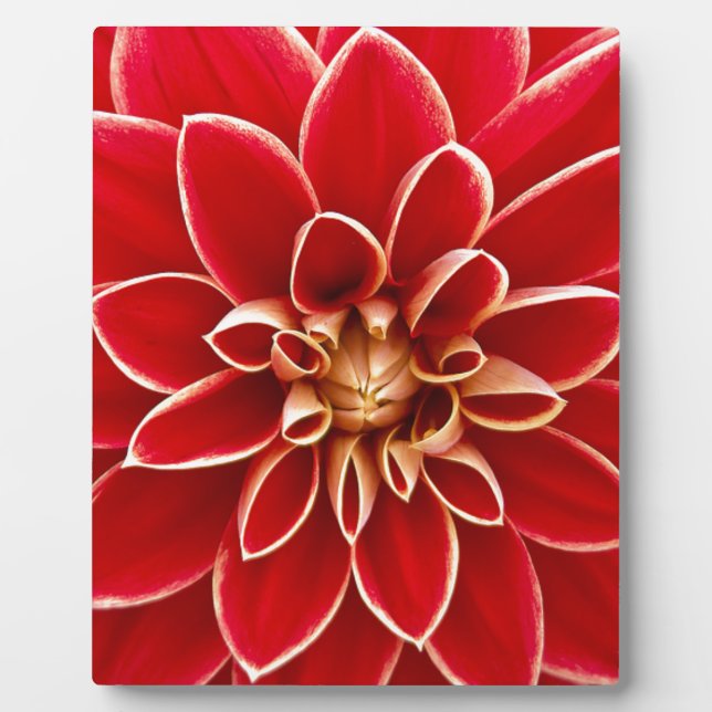 Placa Expositora Red Dahlia (Frente)
