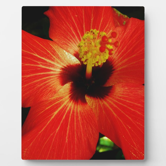 Placa Expositora Red Hibiscus (Frente)