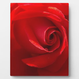 Placa Expositora Red-Rose-3.jpg
