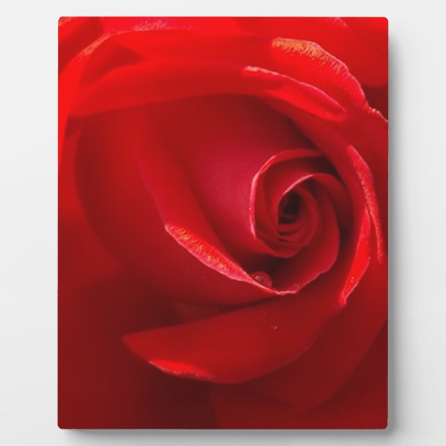 Placa Expositora Red-Rose-3.jpg (Frente)