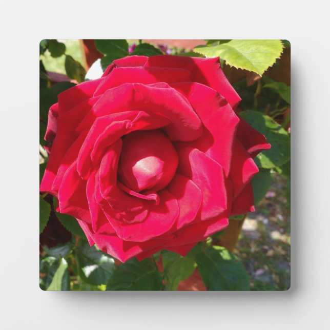 Placa Expositora Red Velvet Bud (Frente)