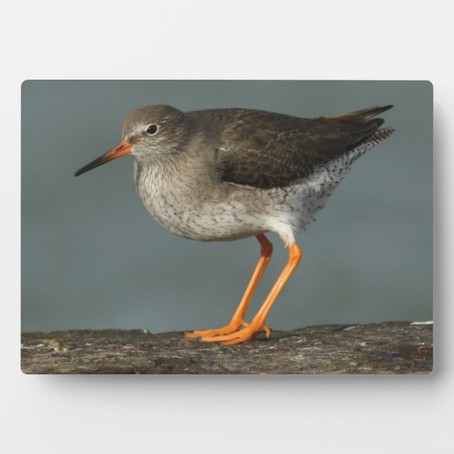 Placa Expositora Redshank | Tringa Totanus (Frente)