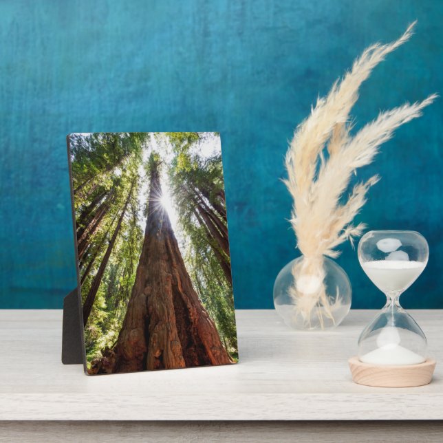 Placa Expositora Redwoods imponentes (Lado)