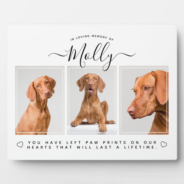 Placa Expositora Reg (Frente)