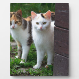 Placa Expositora Reproducción de gatos