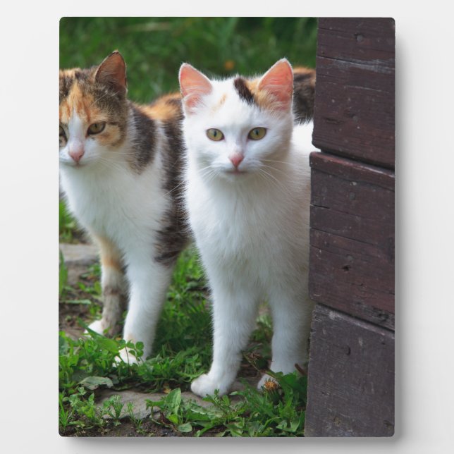 Placa Expositora Reproducción de gatos (Frente)