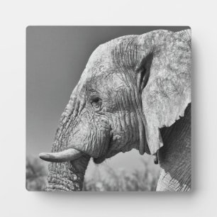 Placa Expositora Retrato de elefante